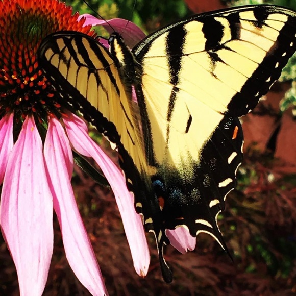 🍀LIVE AUCTION NOTIFICATION 🍀🤗🤗🍀CLOSET IS OPEN TODAY! Come say hello! - Picture 12 of 13